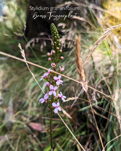 Stylidium graminifolium