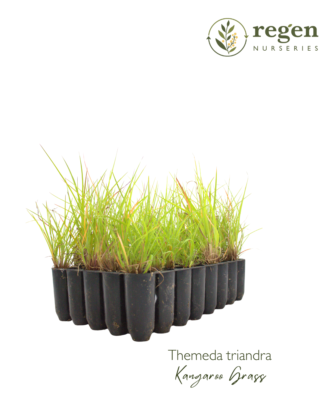 Buy Themeda triandra (Kangaroo Grass) online – Regen Nurseries