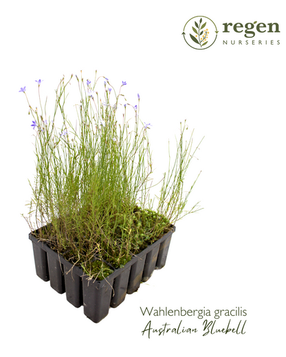 Wahlenbergia gracilis