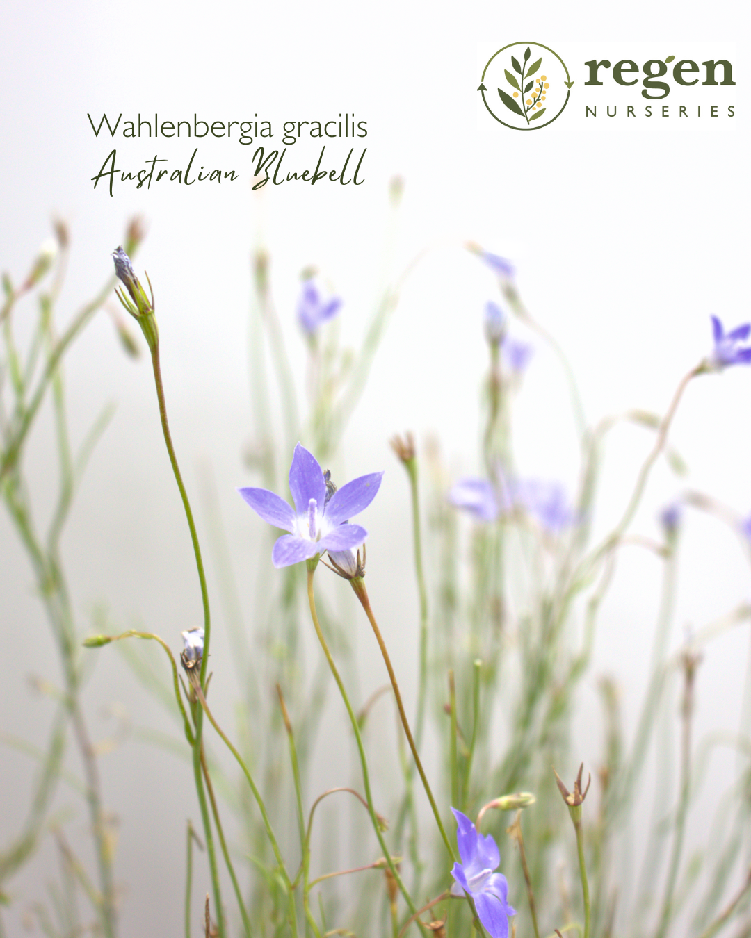 Wahlenbergia gracilis