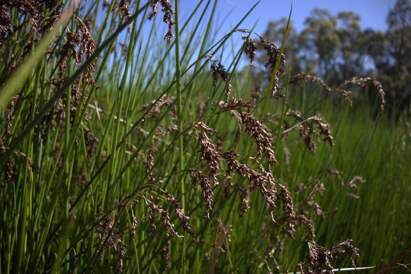 Machaerina articulata