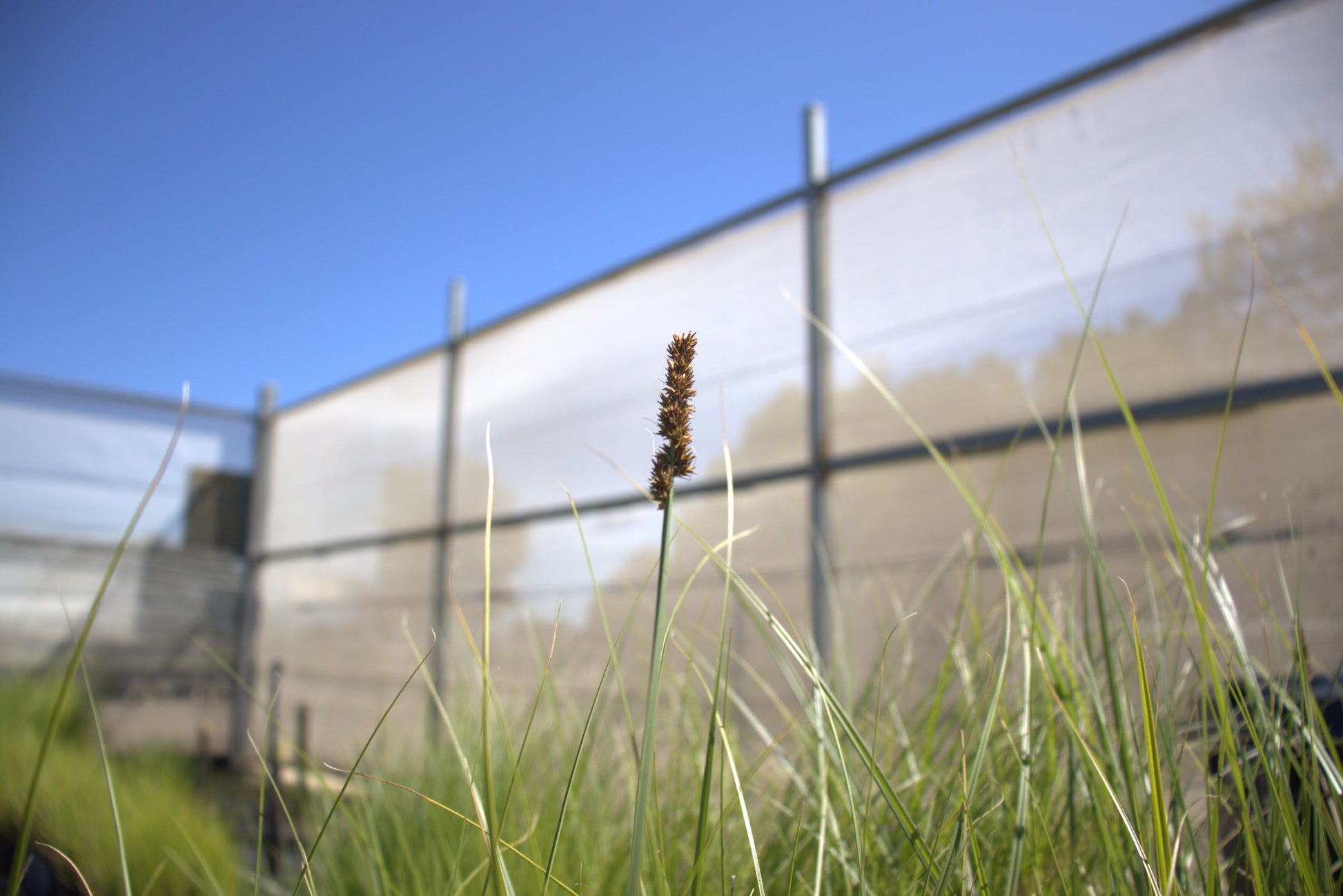 spikelets of Carex appressa