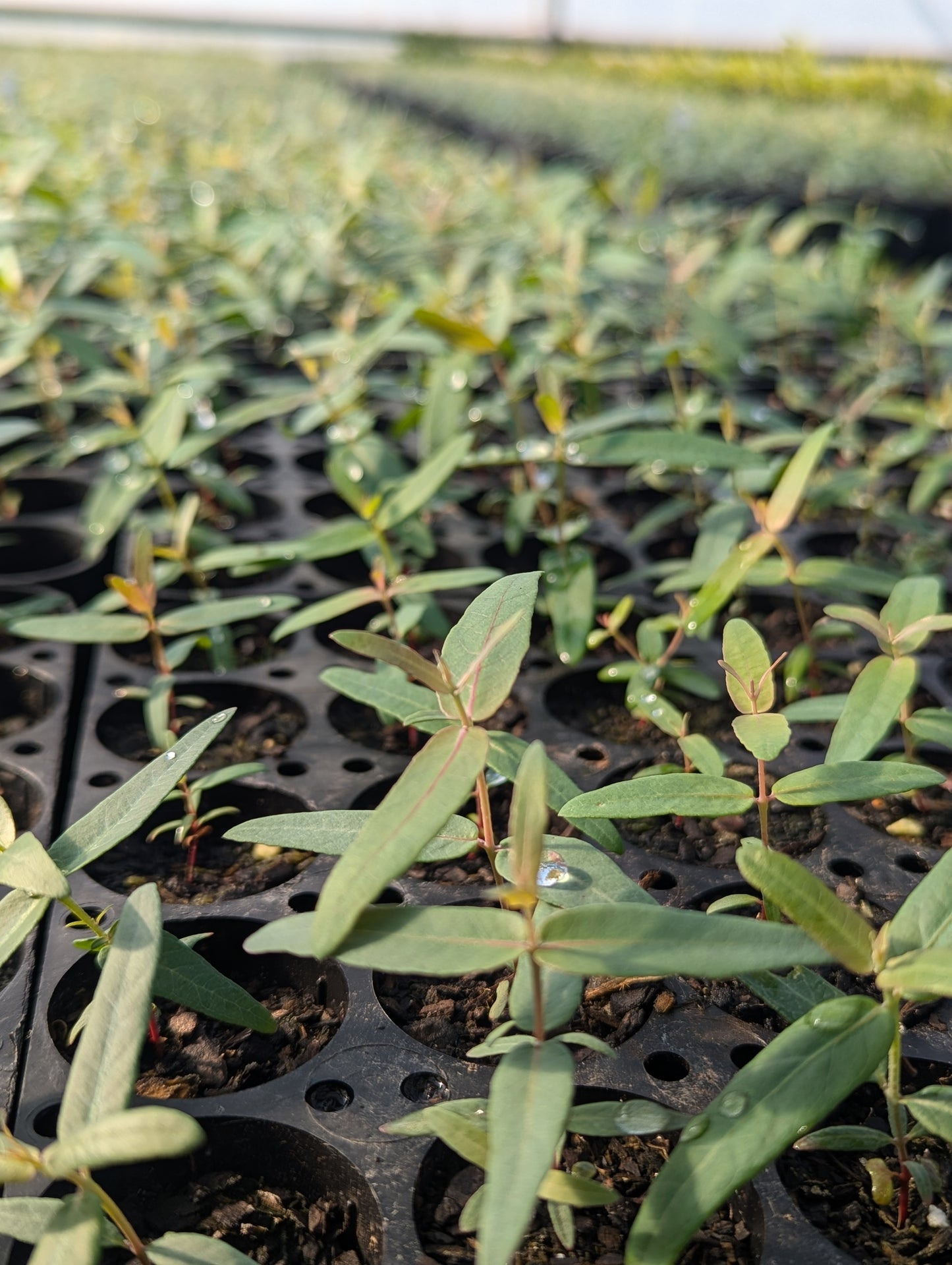 Eucalytus cypellocarpa
