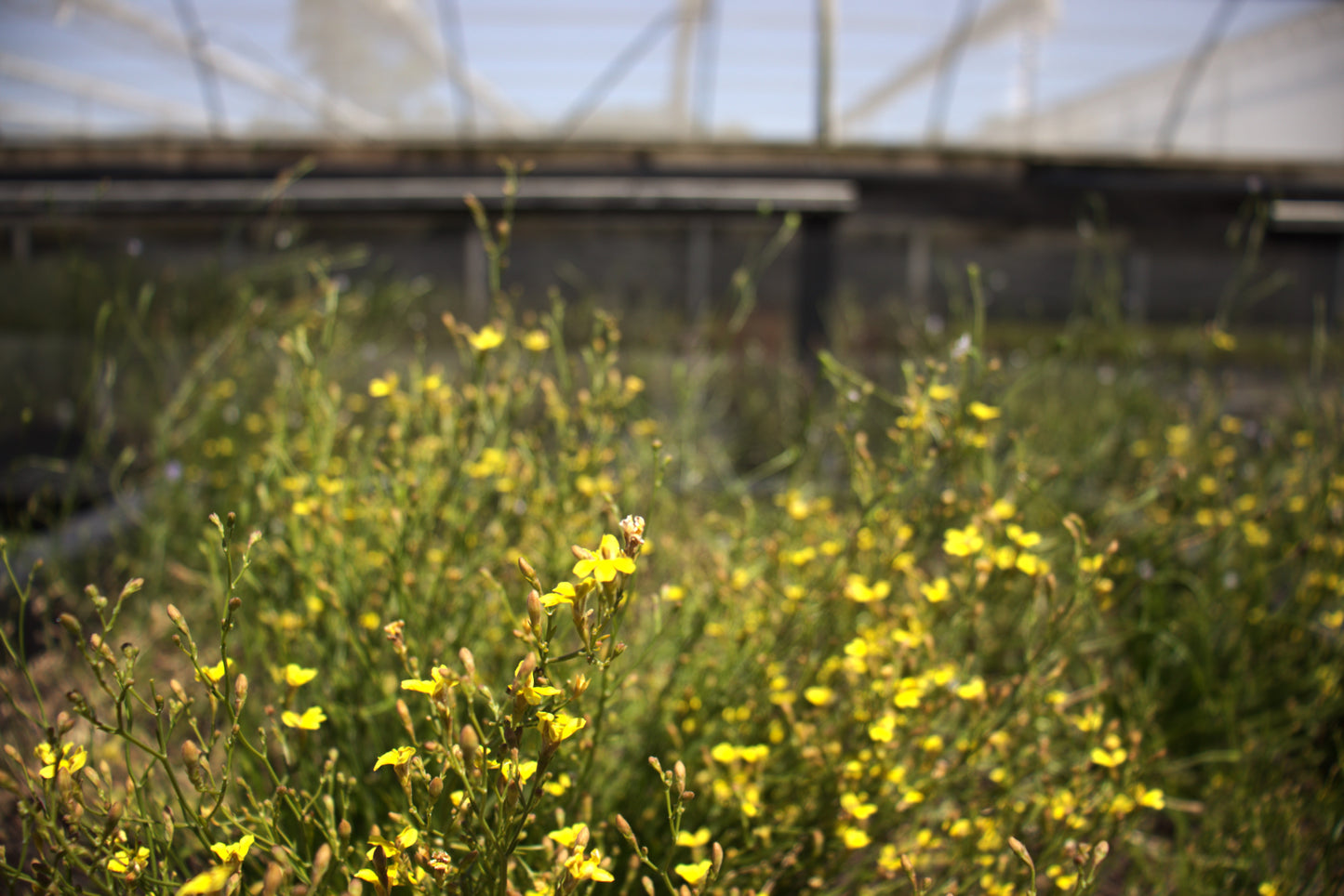 Goodenia gracilis