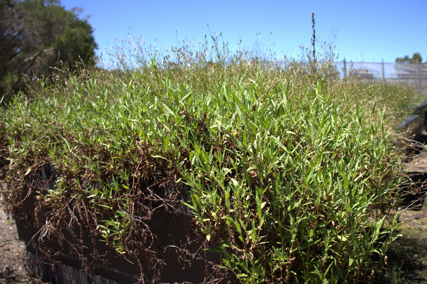 Persicaria prostrata