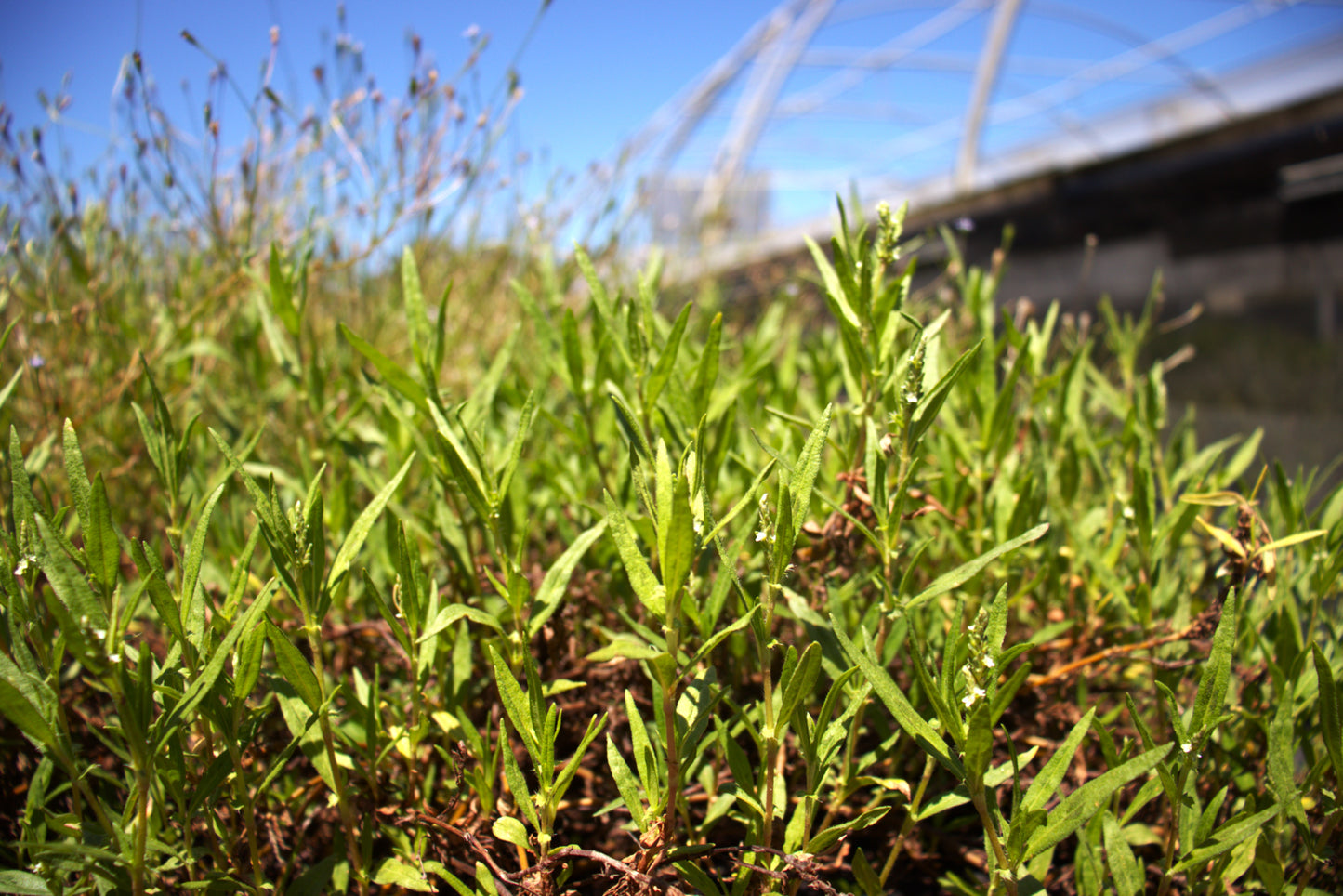 Persicaria prostrata