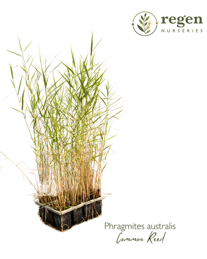 Phragmites australis