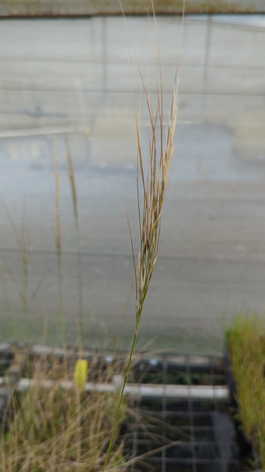 Austrostipa mollis