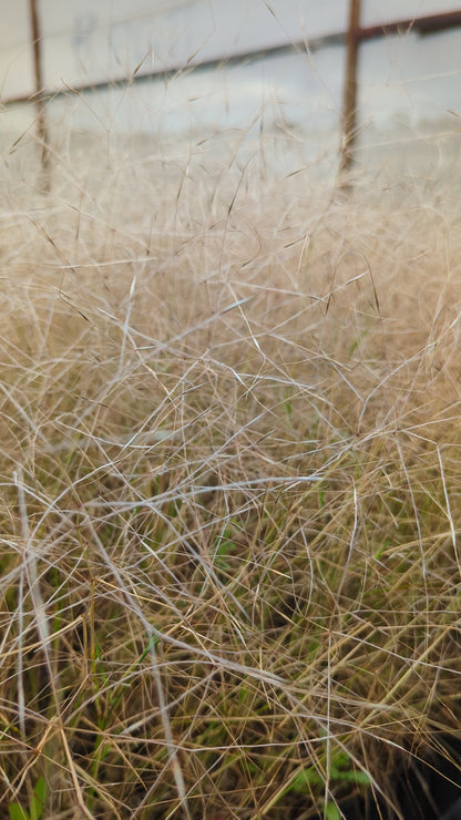 Austrostipa elegantissima