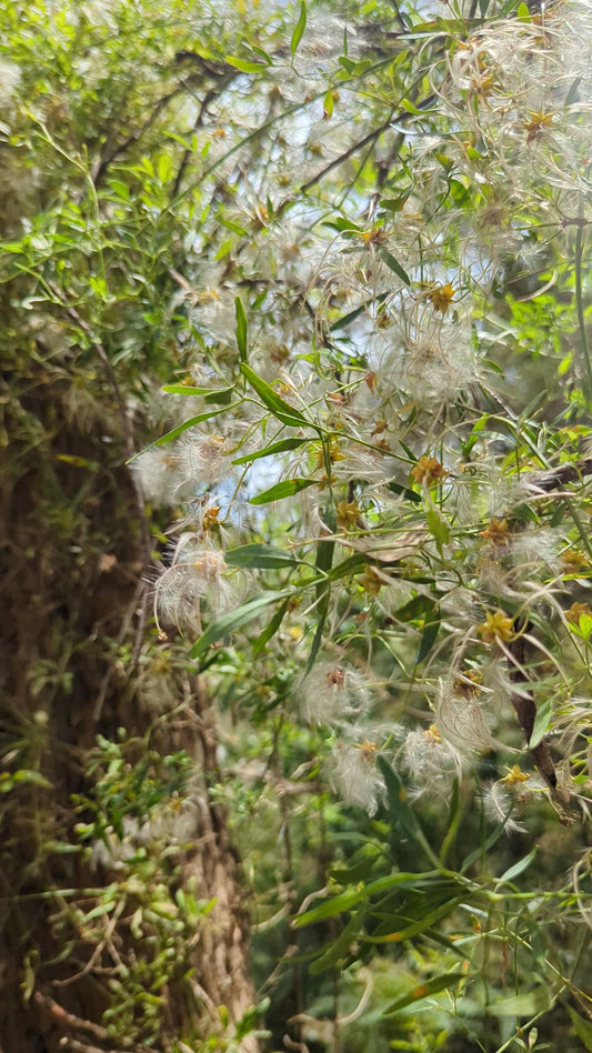 Clematis microphylla