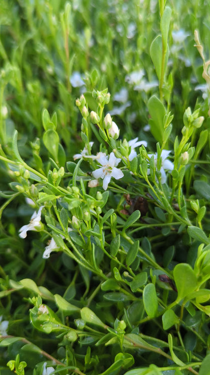 Samolus repens