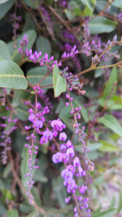 Hardenbergia violacea