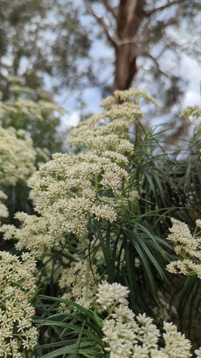 Ozothamnus ferrugineus