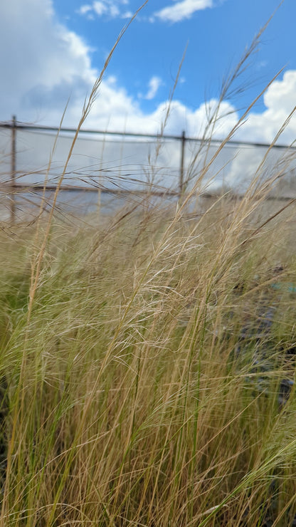 Austrostipa scabra