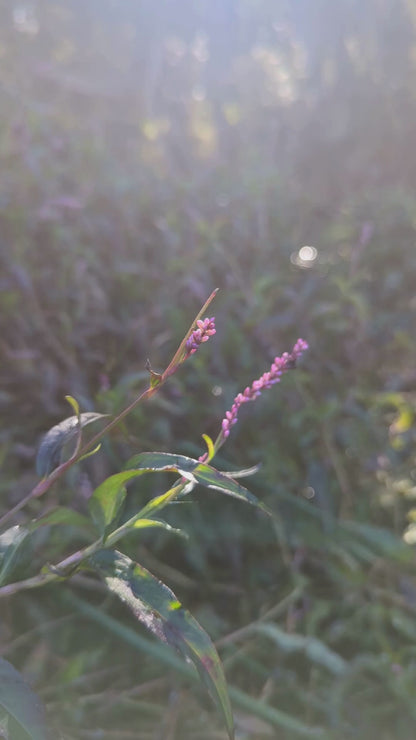 Persicaria decipiens