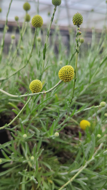 Pycnosorus chrysanthes