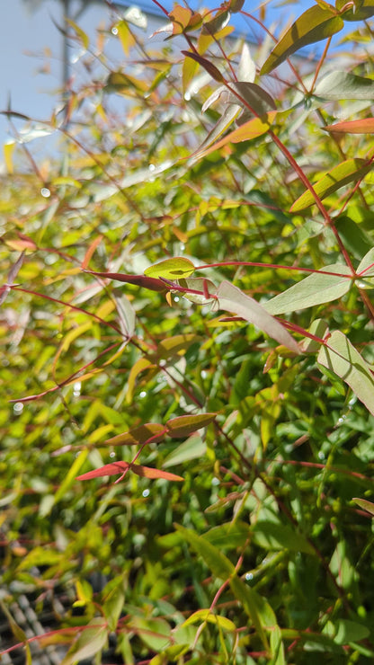 Eucalyptus viminalis