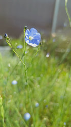 Linum marginale