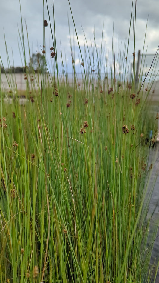 Juncus australis