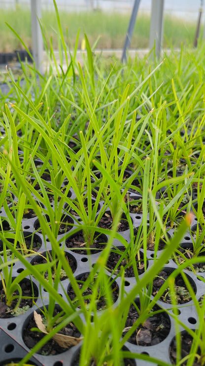 Lomandra longifolia