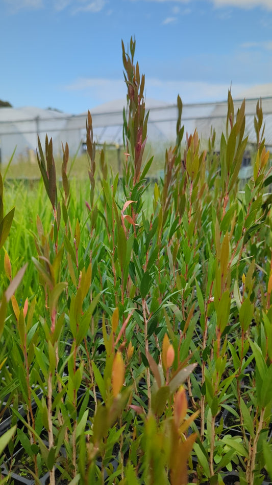 Callistemon sieberi