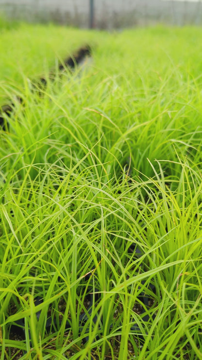 Carex appressa