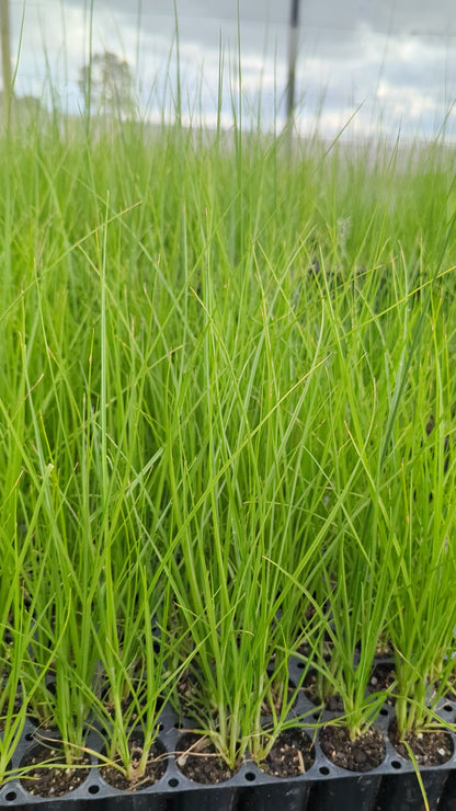 Carex tereticaulis