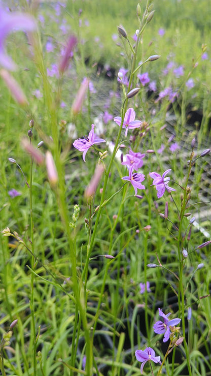 Arthropodium strictum