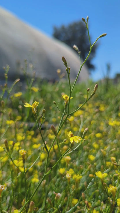 Goodenia gracilis