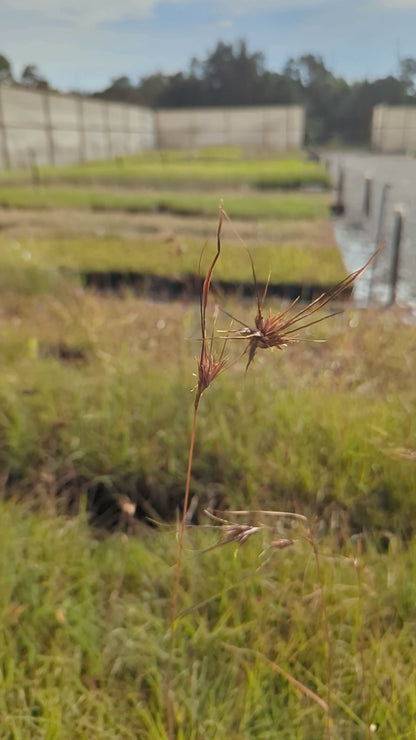 Themeda triandra