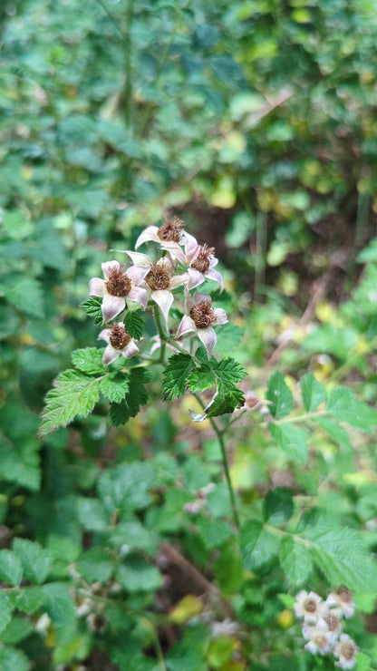 Rubus parvifolius