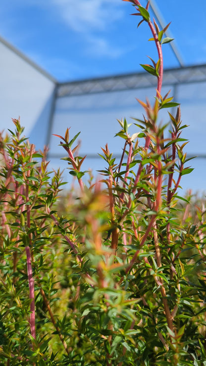 Leptospermum scoparium