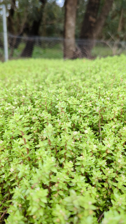 Crassula helmsii