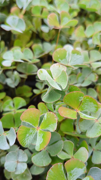 Marsilea drummondii