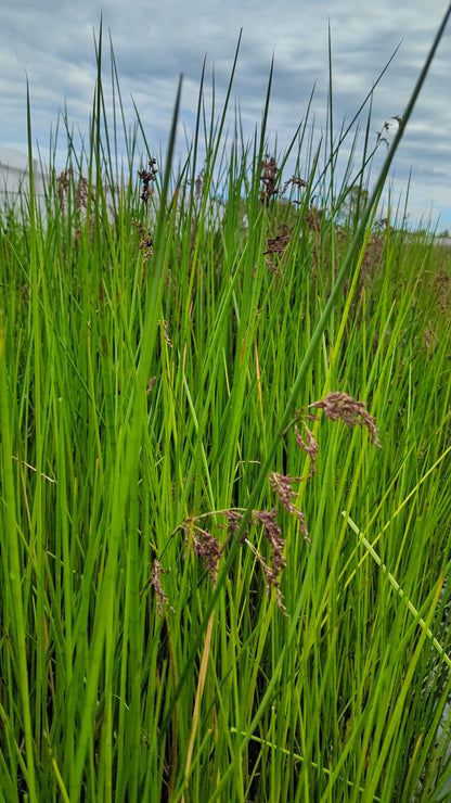 Machaerina articulata