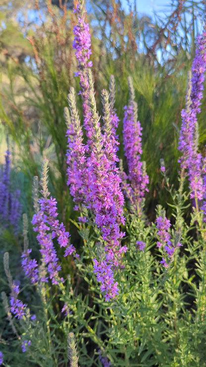 Lythrum salicaria