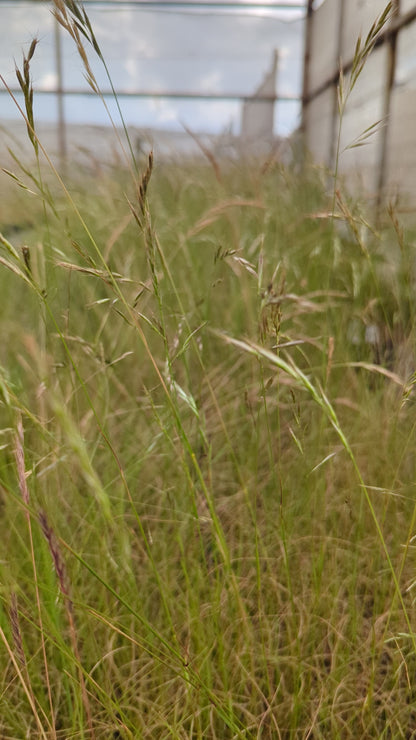 Rytidosperma racemosum