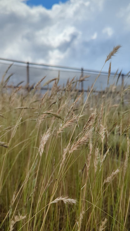 Rytidosperma caespitosum