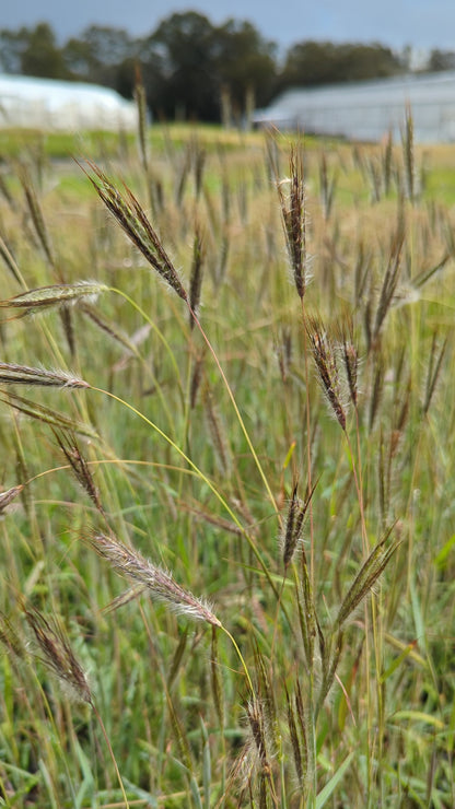 Dichanthium sericeum