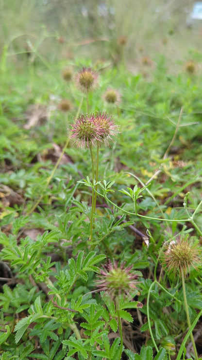 Acaena novae-zelandiae