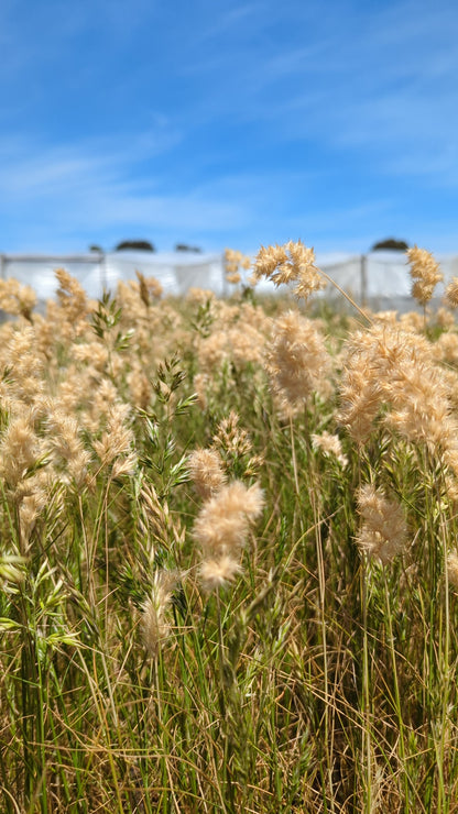 Rytidosperma geniculatum