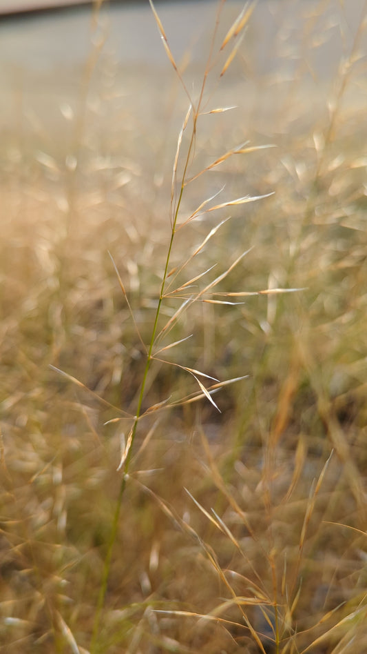 Austrostipa curticoma