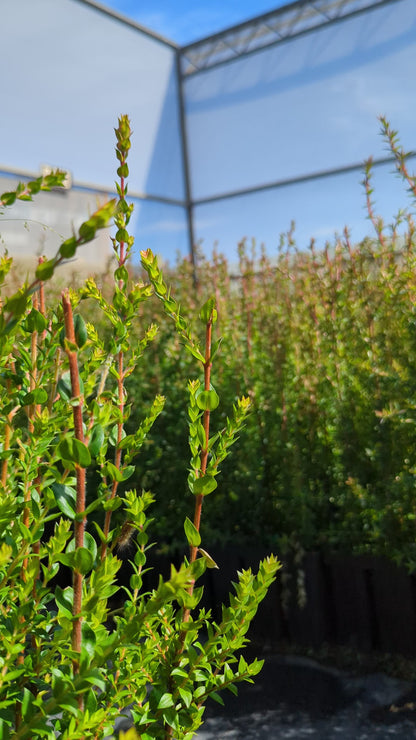 Melaleuca squarrosa