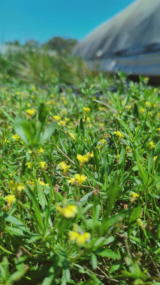 Goodenia heteromera