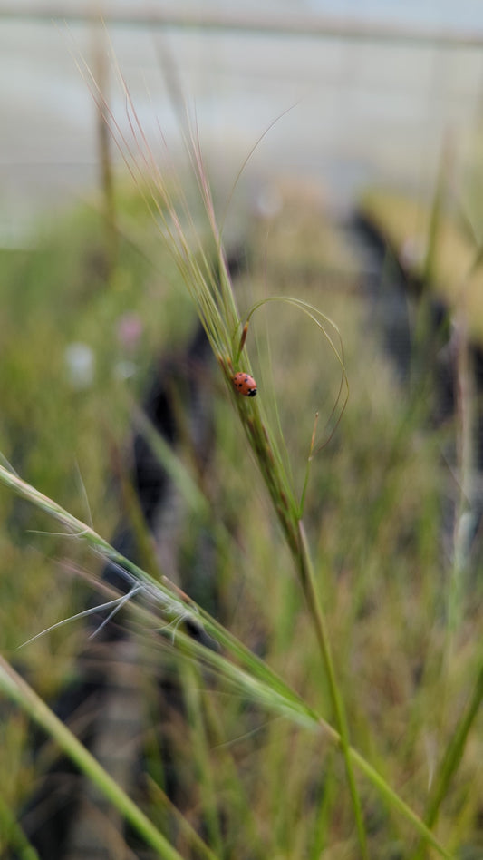 Austrostipa flavescens