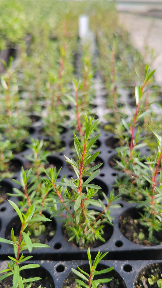 Kunzea leptospermoides