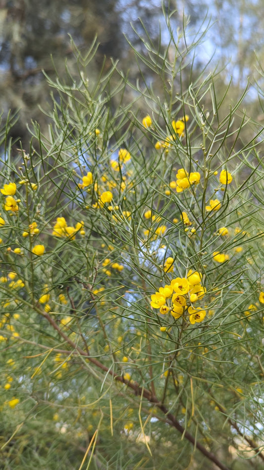 Senna artemisioides