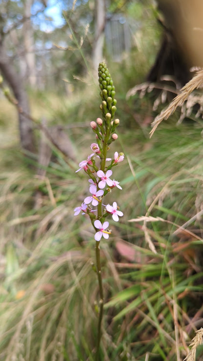 Stylidium graminifolium