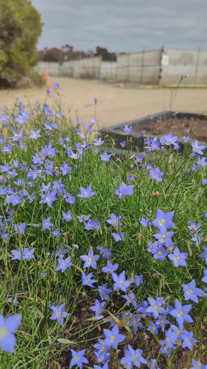 Wahlenbergia communis