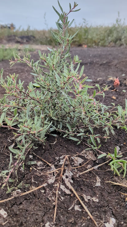 Atriplex paludosa